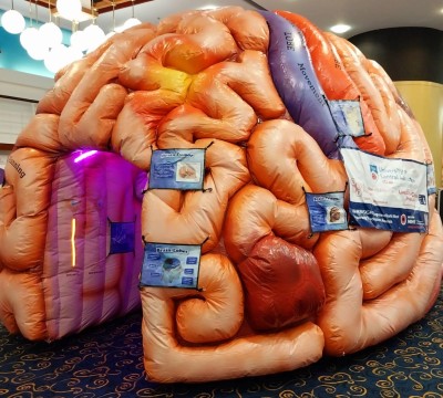 Brain.jpg